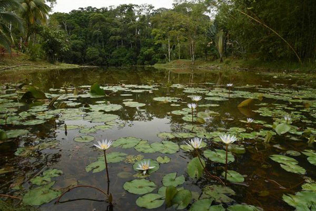 La Laguna Del Lagarto Eco-Lodge Pital  Exteriér fotografie